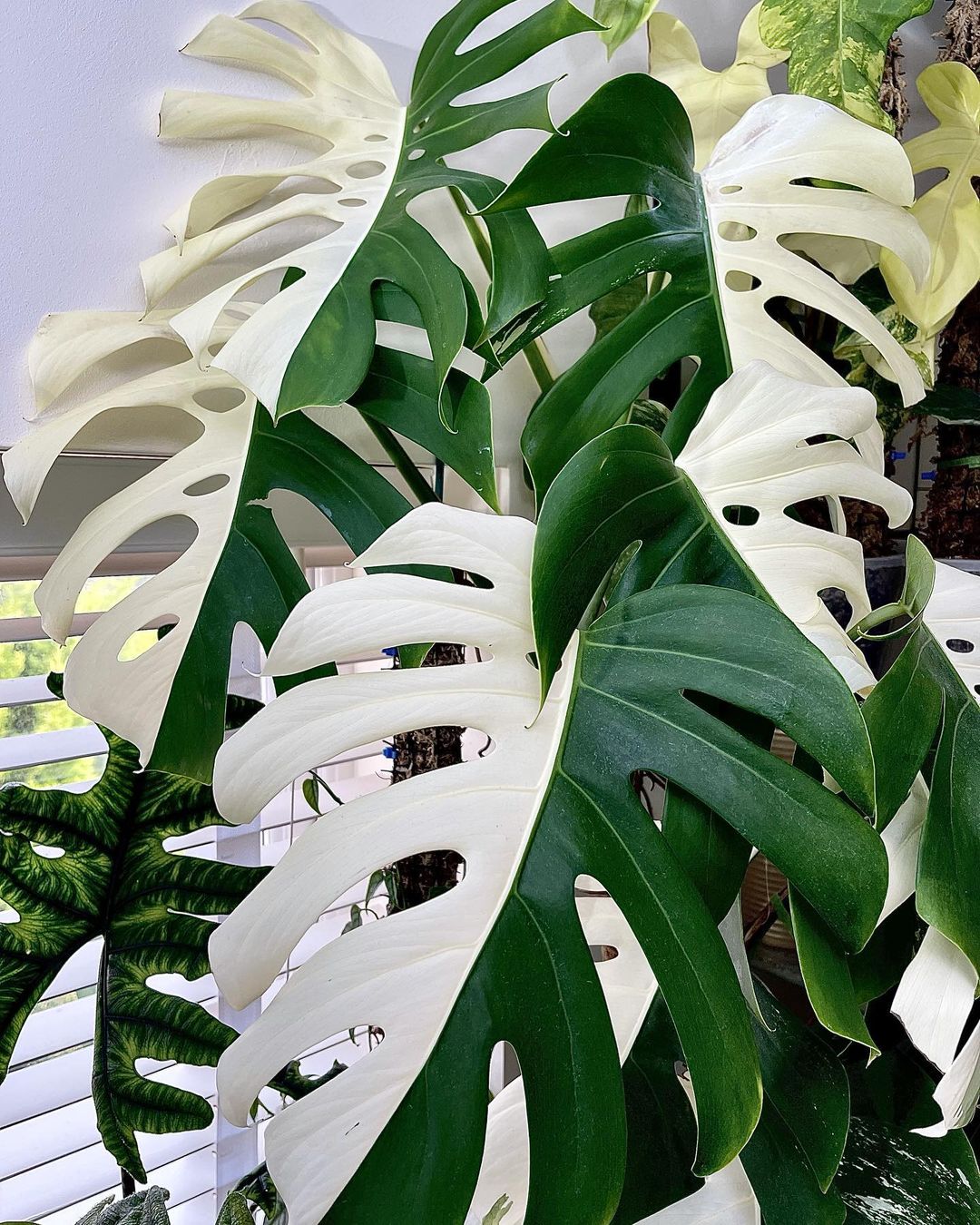 Monstera Albo Borsigiana shared by Bonne_plants