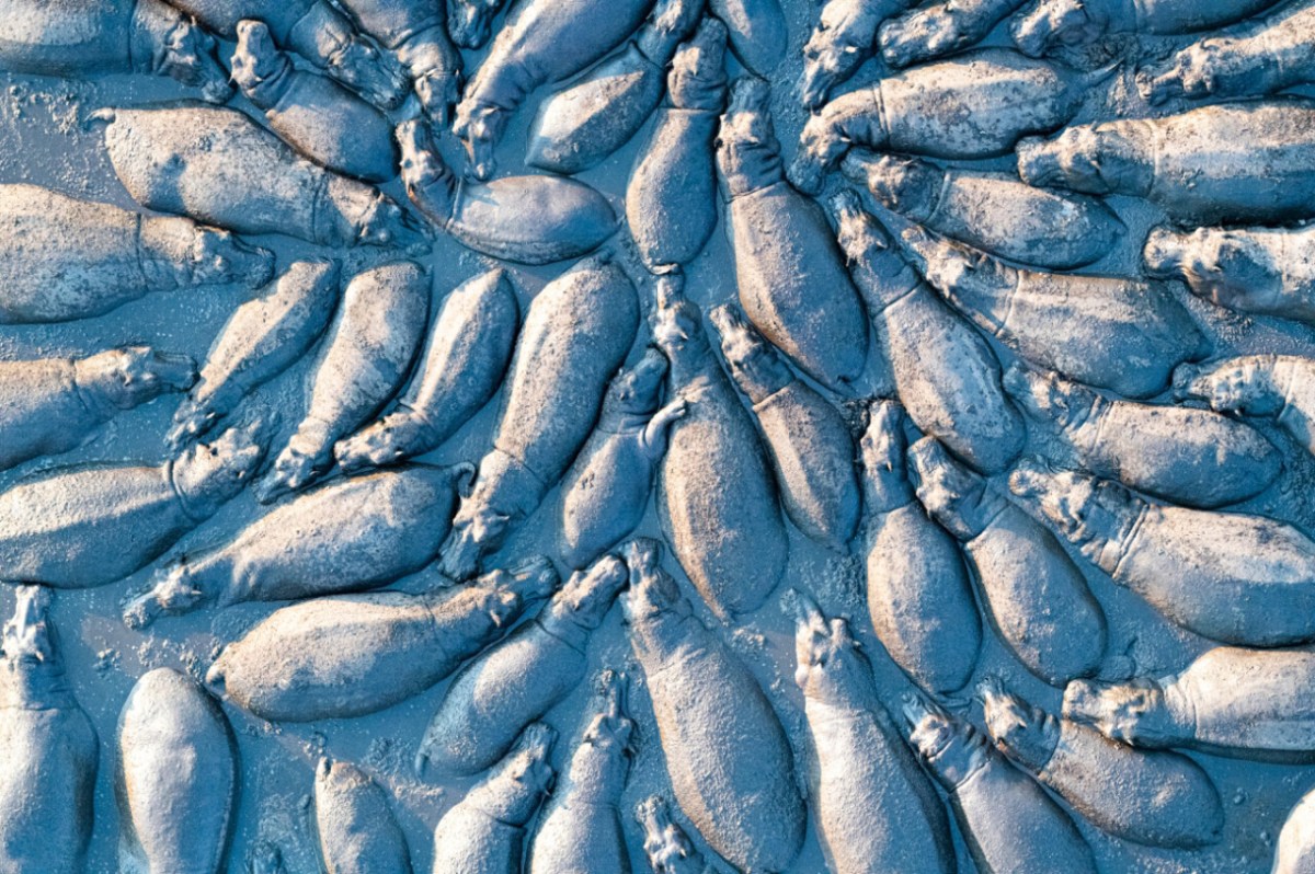 "Hippopotamus Group From Above" by Talib Almarri @ 2021 Drone Photography Awards
