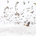 “Pink-Footed Geese Meeting the Winter” by Terje Kolaas @ 2021 Drone Photography Awards