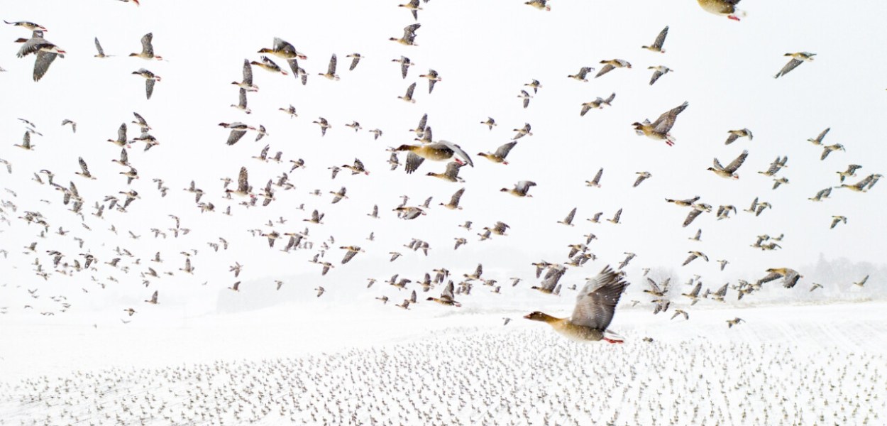 "Pink-Footed Geese Meeting the Winter" by Terje Kolaas @ 2021 Drone Photography Awards