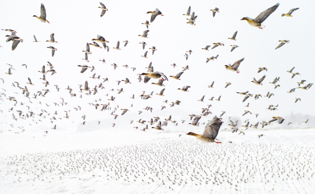 "Pink-Footed Geese Meeting the Winter" by Terje Kolaas @ 2021 Drone Photography Awards