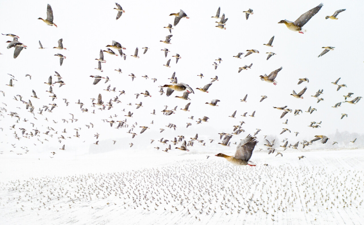 "Pink-Footed Geese Meeting the Winter" by Terje Kolaas @ 2021 Drone Photography Awards
