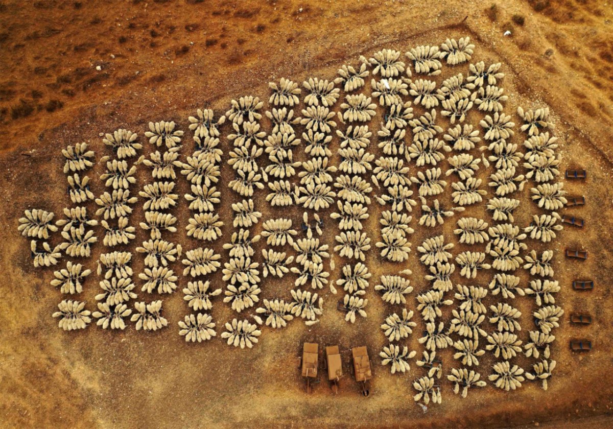 "Sheep in Congress" by Yoel Robert Assiag @ 2021 Drone Photography Awards