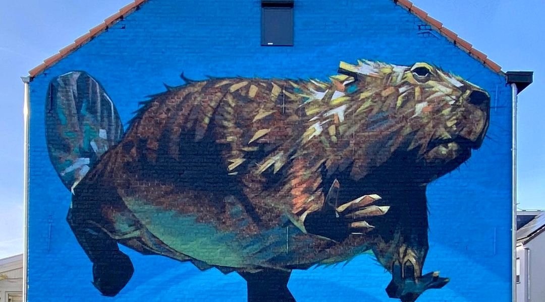 Tom Cech @ Leuven, Belgium