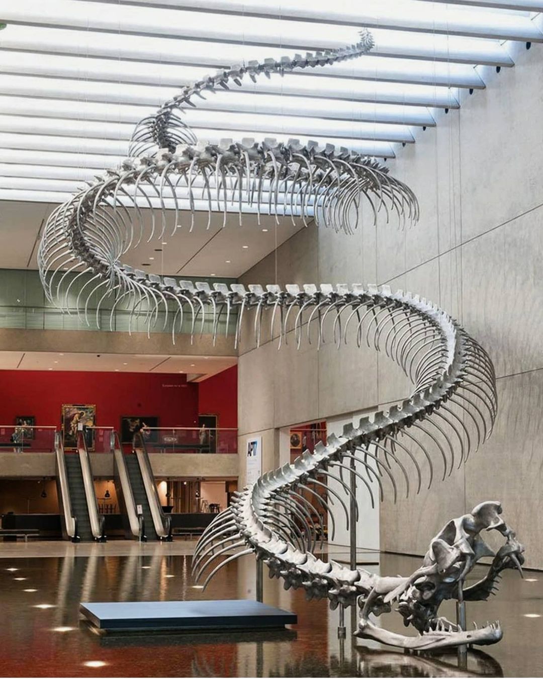 "Ressort" è una scultura lunga 170 piedi di uno scheletro di serpente dell'artista cinese Huang Yong Ping. Costruita in alluminio e acciaio inossidabile, l'imponente scultura è sospesa sopra una piscina interna riflettente presso la Queensland Art Gallery a Brisbane, Australia