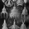 Ernst Haeckel, Kunstformen der Natur, 1904. Gotha: Bibliographisches Institut. Tutte le immagini di Wild Design: Nature’s Architects di Kimberly Ridley, pubblicate da Princeton Architectural Press