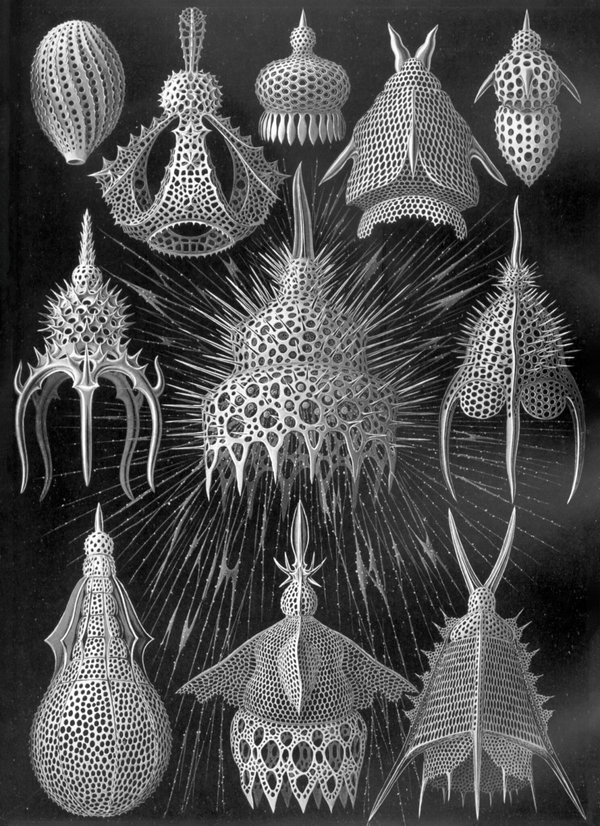 Ernst Haeckel, Kunstformen der Natur, 1904. Gotha: Bibliographisches Institut. Tutte le immagini di Wild Design: Nature's Architects di Kimberly Ridley, pubblicate da Princeton Architectural Press