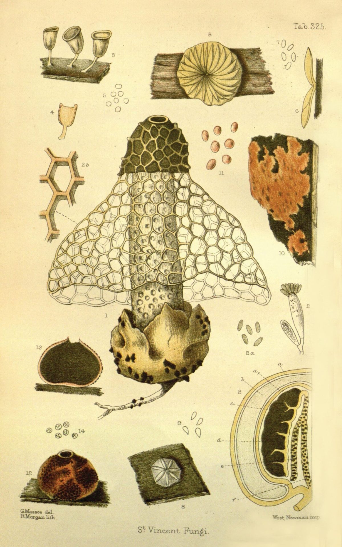 Berthold Seemann, Journal of Botany, 1863. Londra: R. Hardwicke. Tutte le immagini di Wild Design: Nature's Architects di Kimberly Ridley, pubblicate da Princeton Architectural Press
