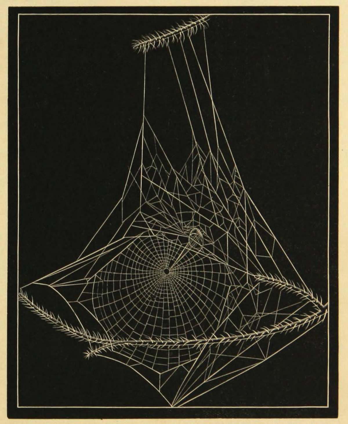 Henry C. McCook, I ragni americani e il loro lavoro di filatura, 1889. Filadelfia: Accademia di scienze naturali di Filadelfia. Tutte le immagini di Wild Design: Nature's Architects di Kimberly Ridley, pubblicate da Princeton Architectural Press