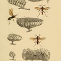 Henri de Saussure, Études sur la famille des vespides, 1852. Parigi: V. Masson. Tutte le immagini di Wild Design: Nature’s Architects di Kimberly Ridley, pubblicate da Princeton Architectural Press