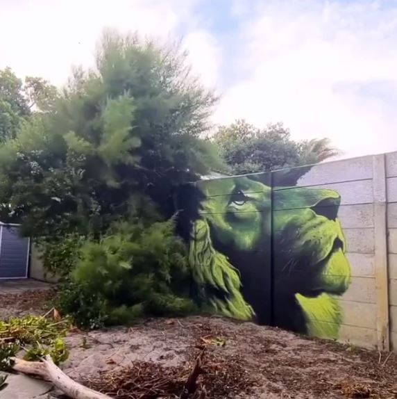 Streetart - Falko one @ Cape Town, South Africa