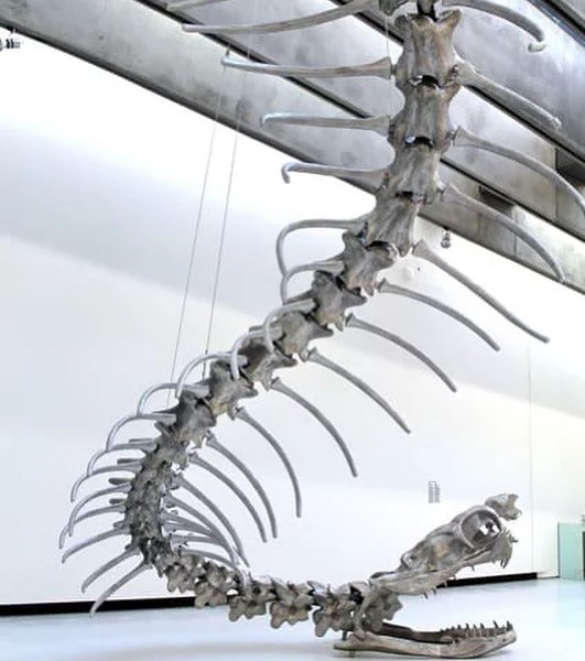 "Bâton Serpent III" by Huang Yongping