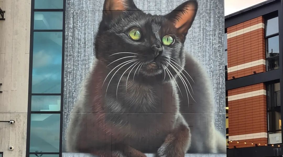 Swiftmantis @ Christchurch, New Zealand