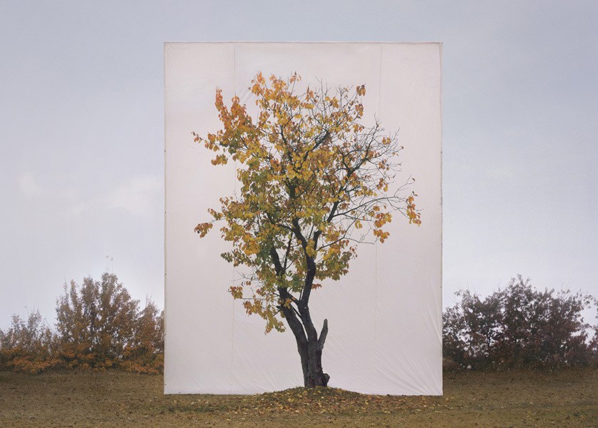 "Tree" by Myoung Ho Lee