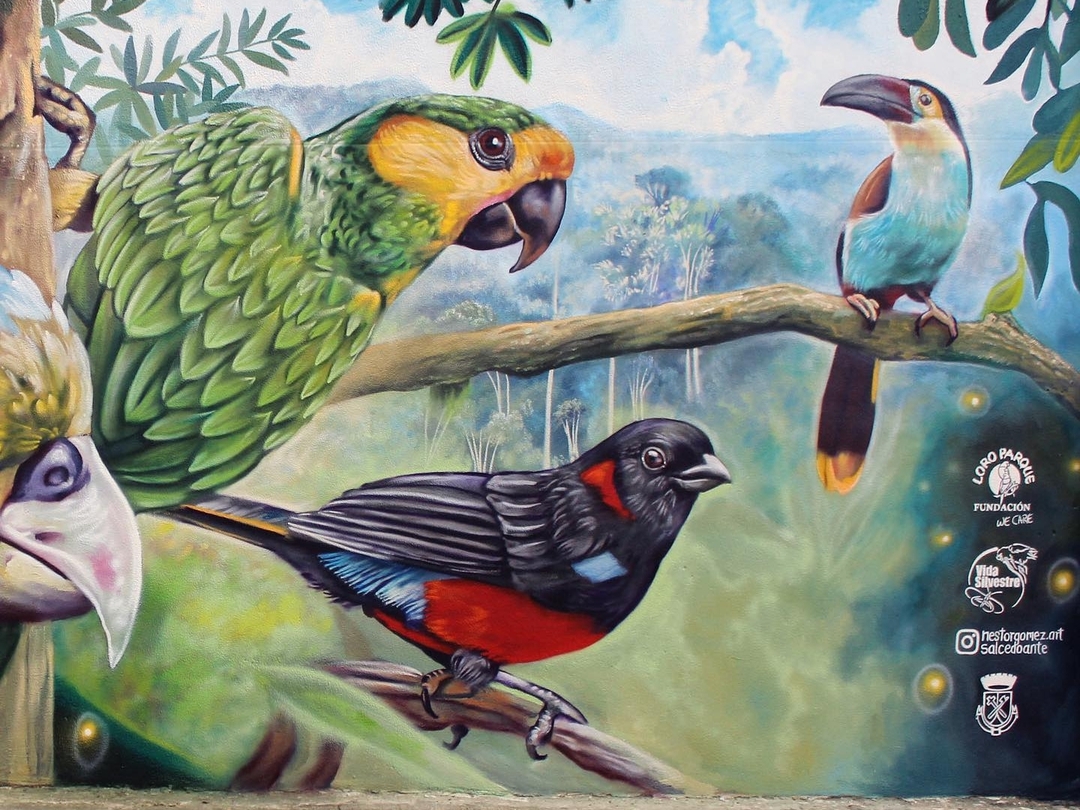 Nauta + Juan Salcedo Ante @ Santa Rosa Cabal, Colombia