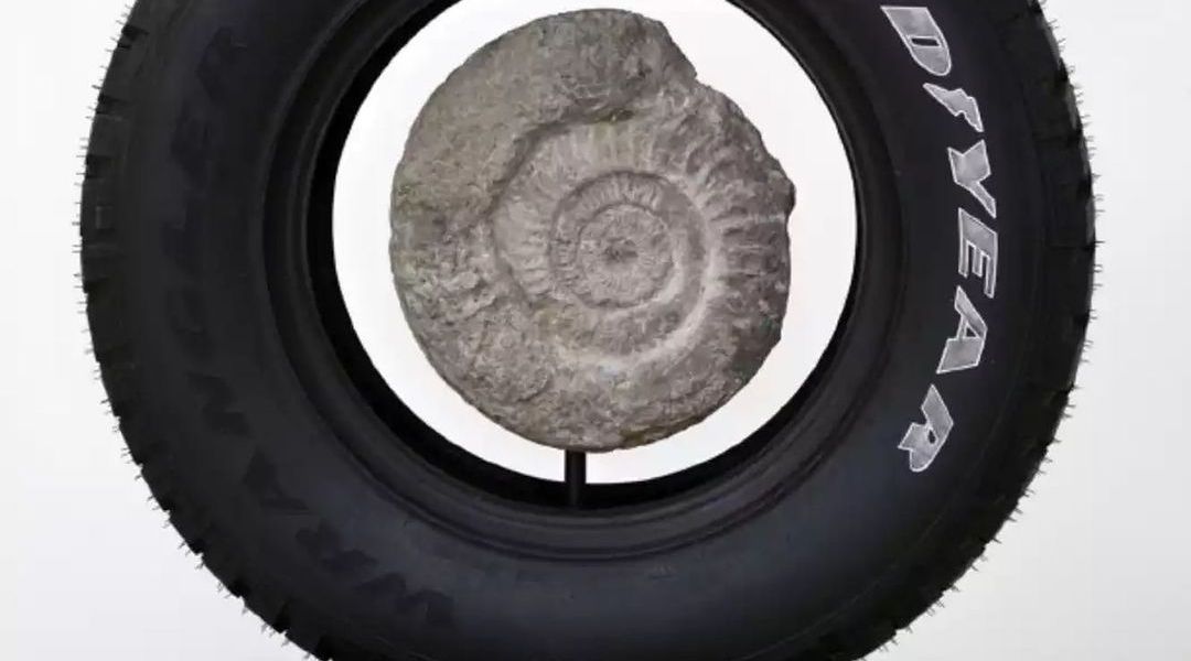 "Memento Mori (Ammonite)" by Théo Mercier