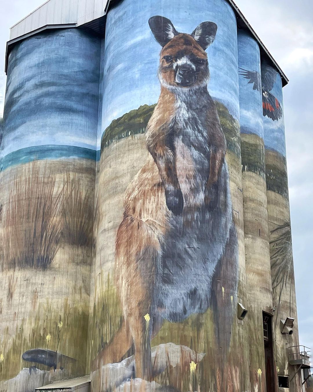 Camscale + A. Davis @ Kingscote, Australia