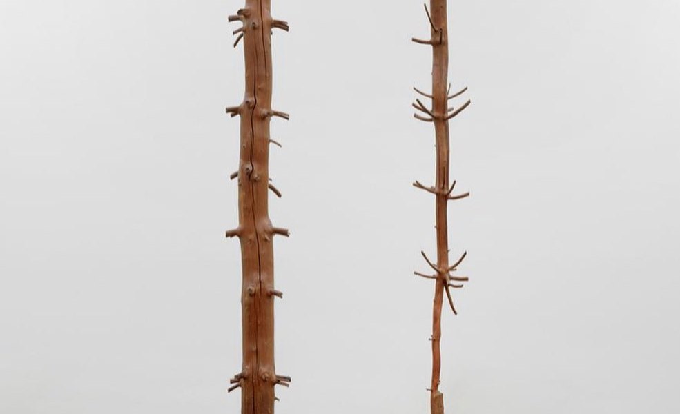 "Tree of 12 Metres" by Giuseppe Penone