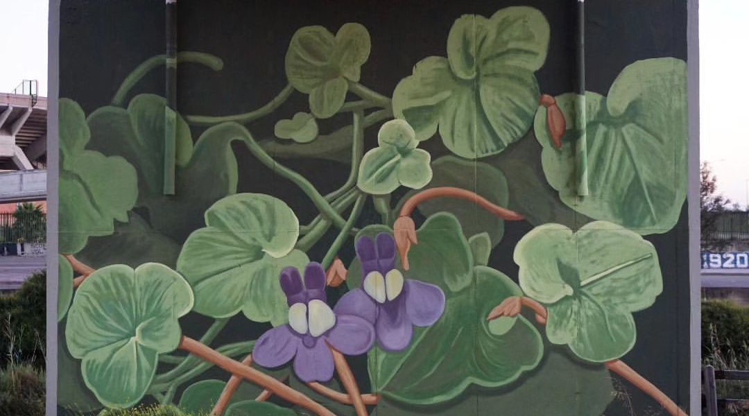 Doa oa @ Cagliari, Italy