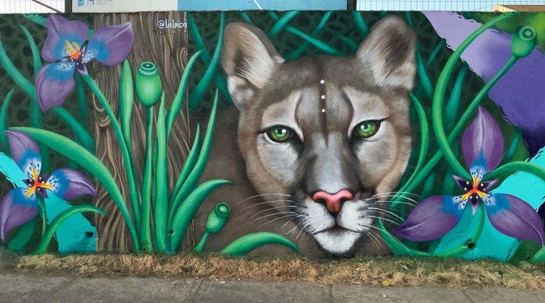 La Loica @ Chillan, Chile