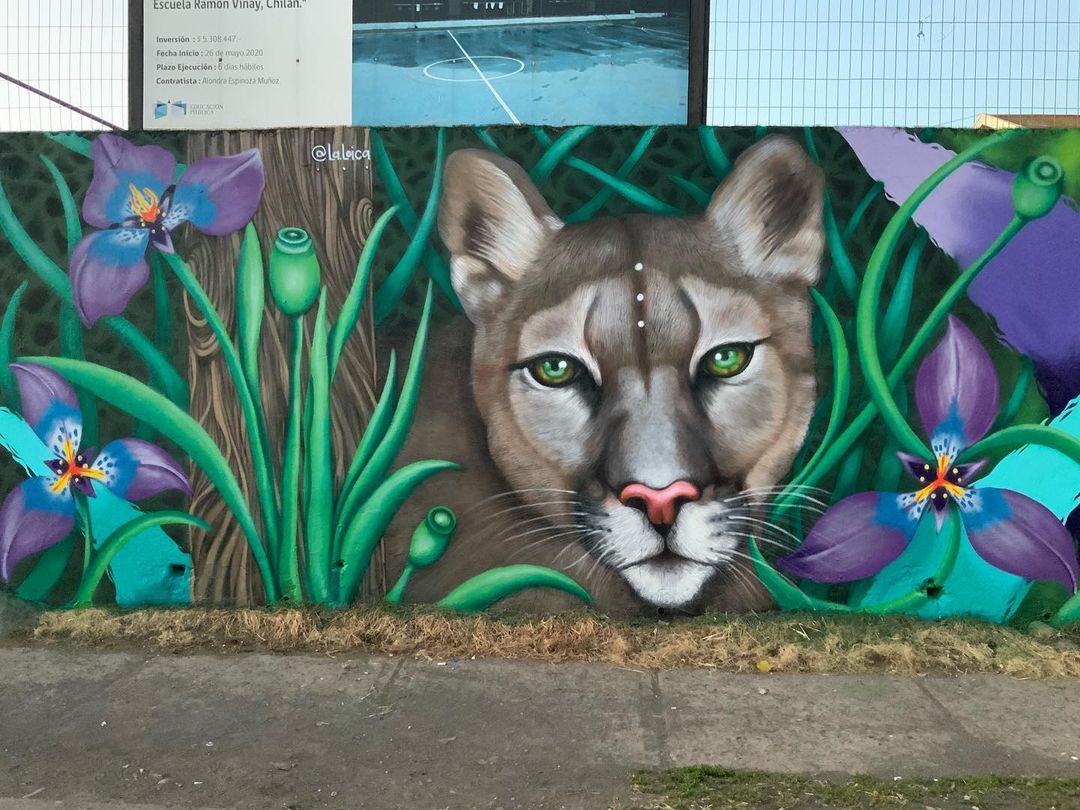 La Loica @ Chillan, Chile