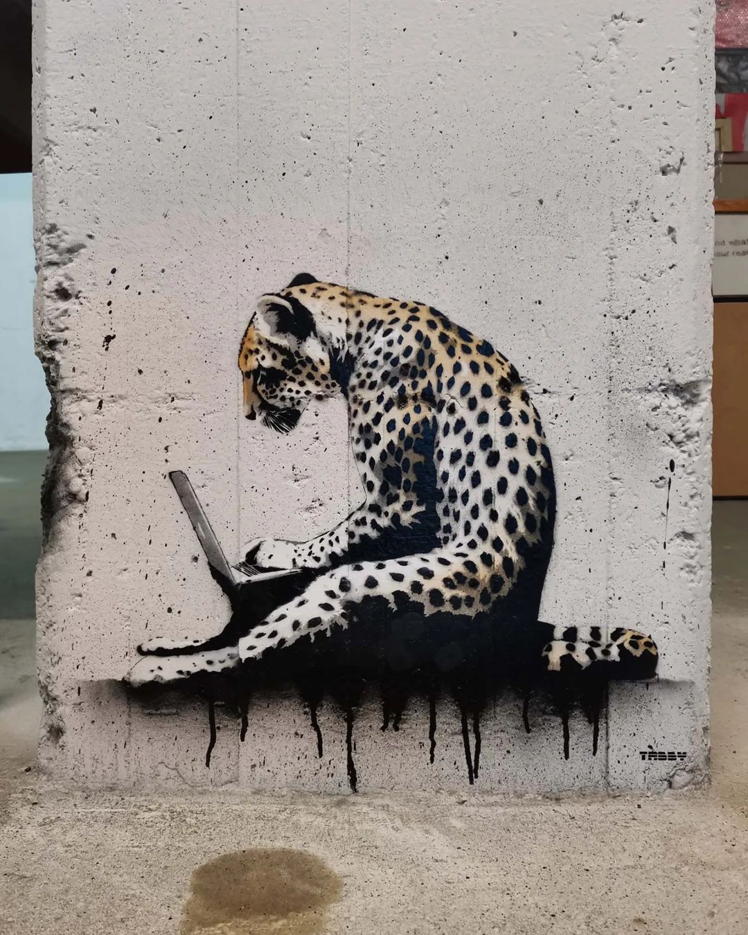 Tabby @ Vienna, Austria